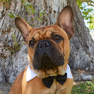 Dog Bow Tie Collar, Tuxedo Necktie, Small to Medium-Sized Pet (15 In, Black, White)