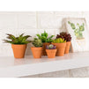 Terra Cotta Pots with Drainage Holes for Plants (2.6 in, 10 Pack)