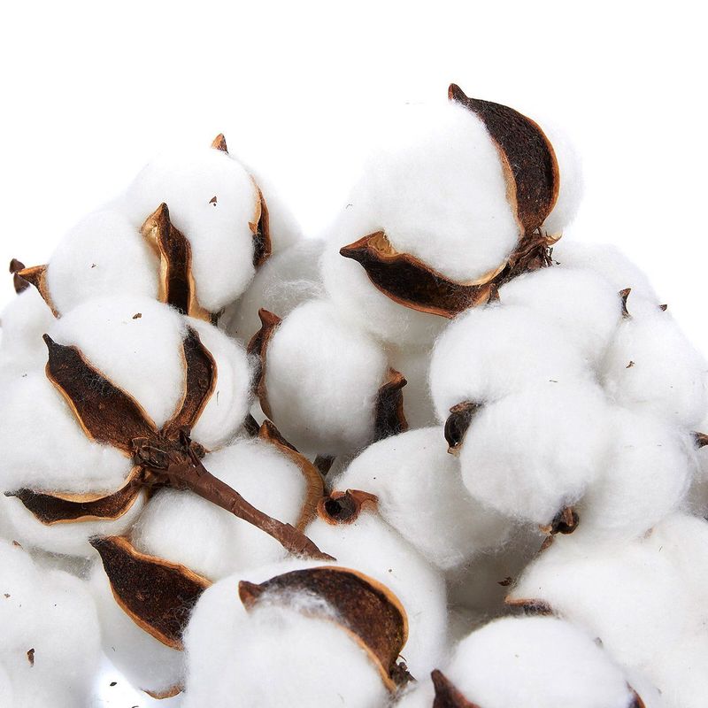 Cotton Bolls - 24-Pack Natural Color Dried Cotton Balls, Perfect for Wreaths and Decorations, 2.7 x 2.4 x 4 Inches
