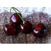 Juvale Artificial Cherries, Plastic Fruit (1 Inch, Red, 50-Pack)