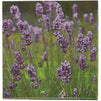Lavender Paper Napkins for Wedding or Shower Party (6.5 x 6.5 In, 100 Pack)