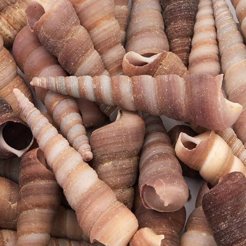 Juvale Turitella Sea Shells for DIY Crafts, Beach Decor (40 Count)