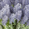 Artificial Lavender Flowers for Decorations (Purple, 12 Pack)