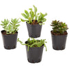 Square Nursery Plastic Flower Pots for Plants, Seedlings (2.6 in, 150 Pack)