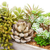 Juvale Artificial Mixed Succulent Plants in Rectangular Wooden Planter Box (9 x 4 in.)