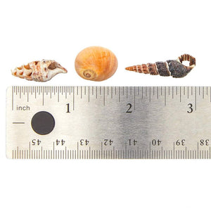 Juvale Tiny Craft Spiral Seashells for DIY Crafts, Home Decor (0.4-1 Inches, 180 Grams)