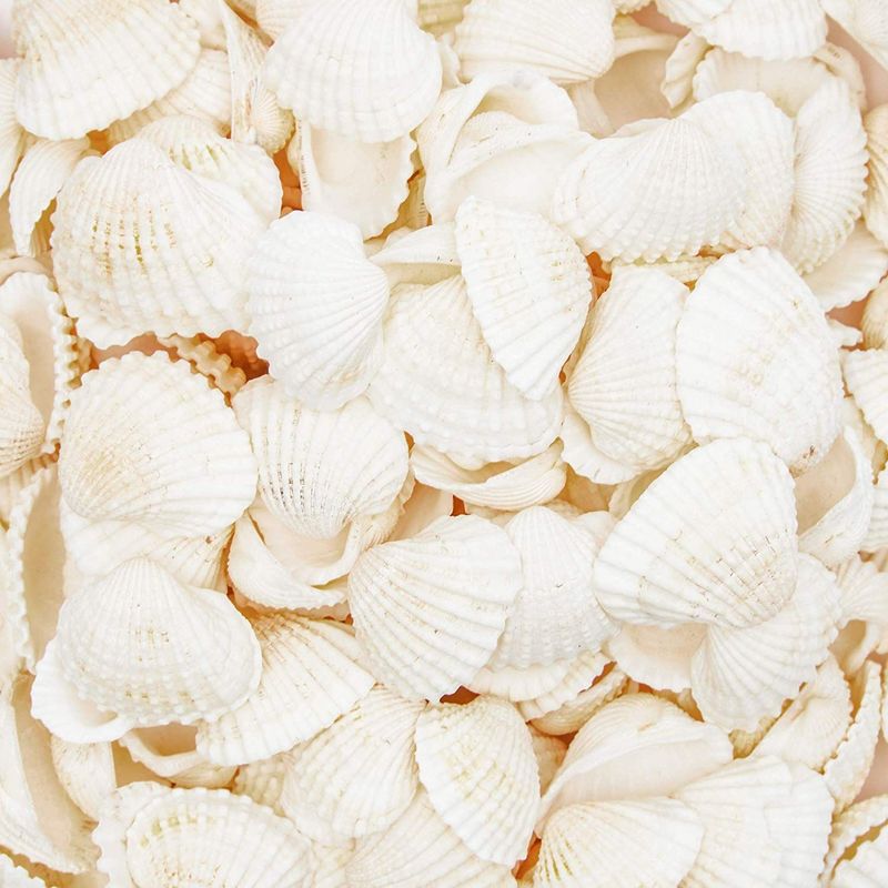Juvale White Clam Beach Seashells, Nautical Decor (200 Pack)