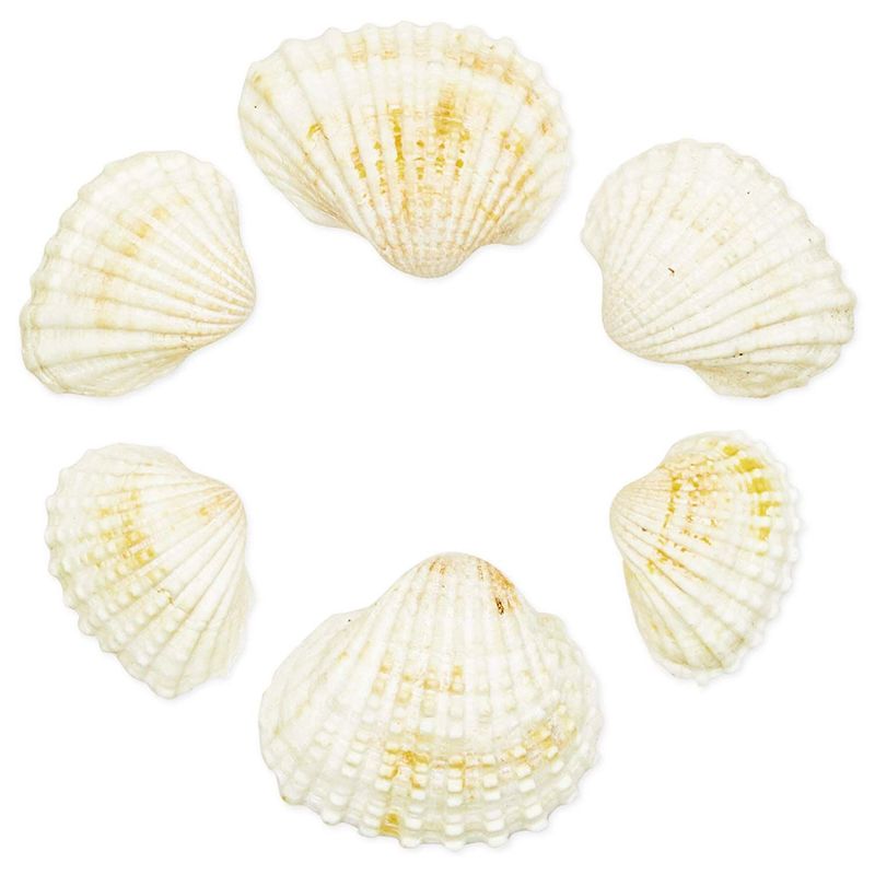 Juvale White Clam Beach Seashells, Nautical Decor (200 Pack)
