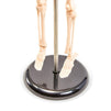 Juvale Human Skeleton Model - Small Anatomical Skeleton for Tabletops Base Mounted - 17.5 inches
