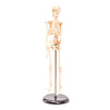 Juvale Human Skeleton Model - Small Anatomical Skeleton for Tabletops Base Mounted - 17.5 inches