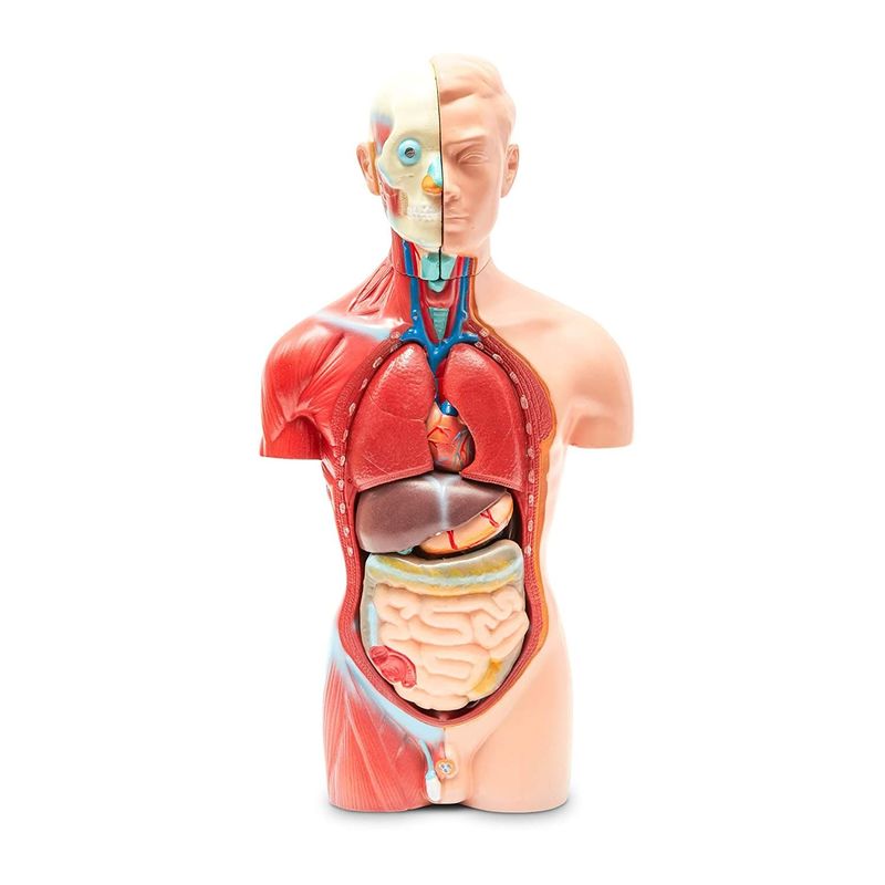 Juvale Human Torso Model - Biology Teaching Tool Anatomical Tabletop Replica - 8 x 4.6 x 17.2 inches