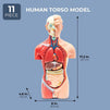 Juvale Human Torso Model - Biology Teaching Tool Anatomical Tabletop Replica - 8 x 4.6 x 17.2 inches