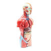 Juvale Human Torso Model - Biology Teaching Tool Anatomical Tabletop Replica - 8 x 4.6 x 17.2 inches