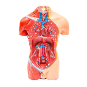 Juvale Human Torso Model - Biology Teaching Tool Anatomical Tabletop Replica - 8 x 4.6 x 17.2 inches