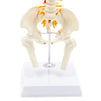 Juvale Mini Sized Human Spine Model for Anatomy (Multicolored)