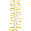 Juvale Mini Sized Human Spine Model for Anatomy (Multicolored)