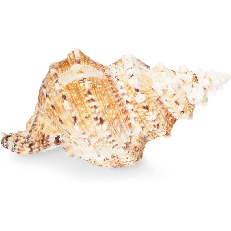 Juvale Large Natural Conch Sea Shell (5 to 7 in.)