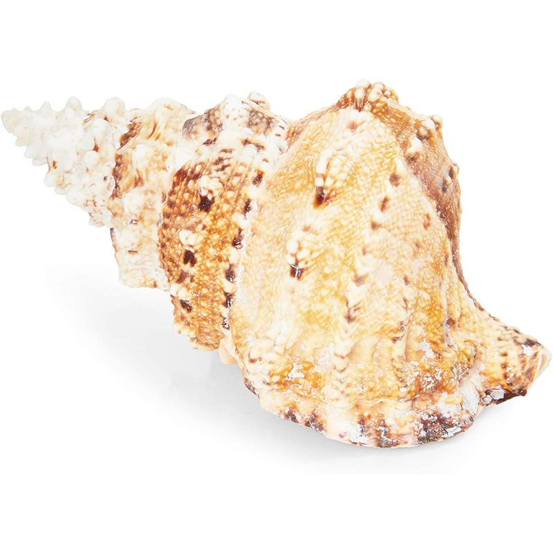 Juvale Large Natural Conch Sea Shell (5 to 7 in.)