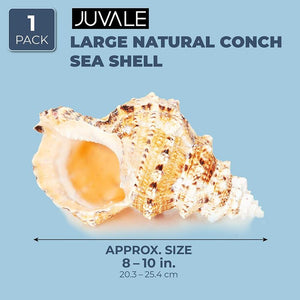Juvale Large Natural Conch Sea Shell (8 to 10 in.)