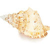 Juvale Large Natural Conch Sea Shell (8 to 10 in.)
