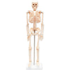 Human Skeleton Model for Science Classrooms (33.5 in, White)