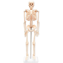 Human Skeleton Model for Science Classrooms (33.5 in, White)