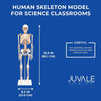 Human Skeleton Model for Science Classrooms (33.5 in, White)