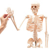 Human Skeleton Model for Science Classrooms (33.5 in, White)