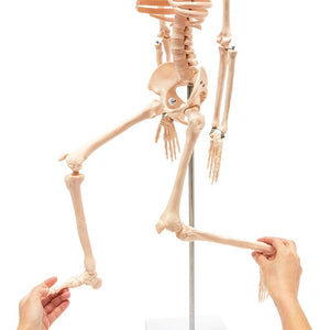 Human Skeleton Model for Science Classrooms (33.5 in, White)