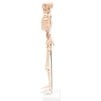Human Skeleton Model for Science Classrooms (33.5 in, White)