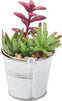 4 Pack Artificial Succulents, Faux Fake Cactus Plants with Iron Bucket for Garden and Patio Decor, 6.5 in.